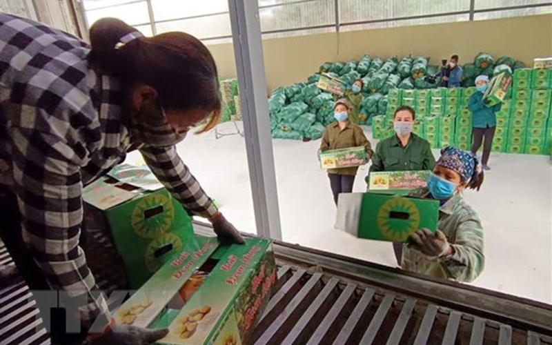 Russian consumers taste Vietnamese pomelo